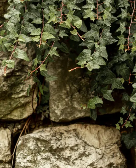 front-view-green-plant-stones
